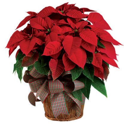 Christmas Poinsettia